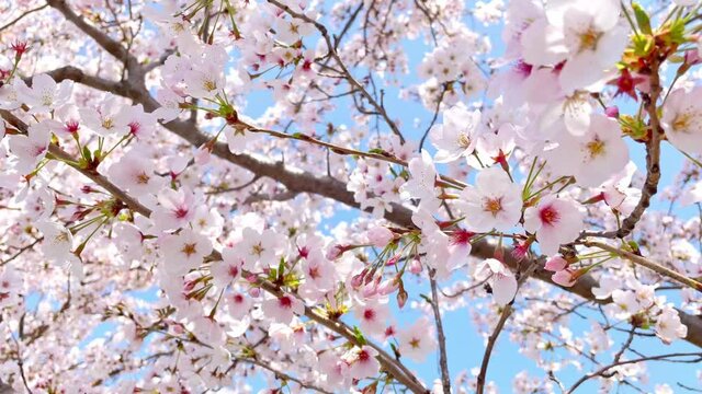 風に揺れる滋賀県野洲市三上の桜