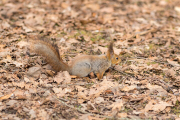squirrel with nut
