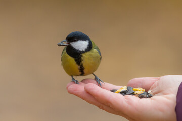 titmouse eats seeds