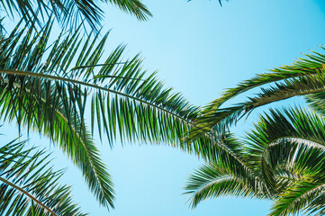 Naklejka premium Tropical palm leaves background. Summer holiday concept