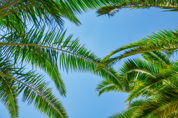 Fototapeta na wymiar Tropical palm leaves background. Summer holiday concept