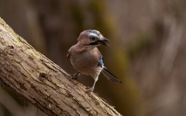 bird, natur, eichelh&auml;her, blau, wild lebende tiere, tier, wild, baum, ast,