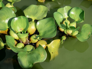 water hyacinth on cloudy green water
