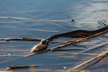 Grass snake on the shore of the lake with a fish in his mouth