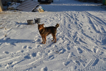 dog in snow