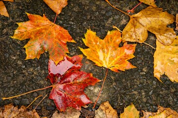 autumn leaves