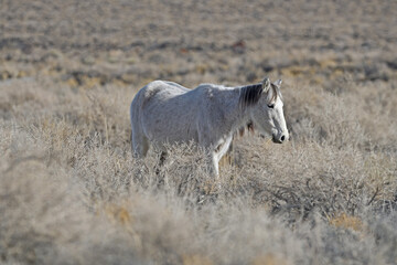  Wild horse in scrub California.