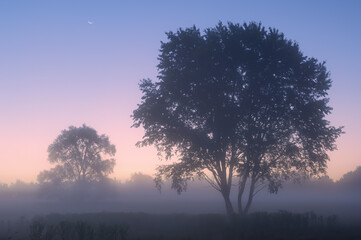 Fototapeta na wymiar Summer landscape at dawn of Al Sabo Meadow in fog and with silhouetted trees and crescent moon, Michigan, USA