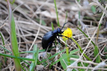 beetle on the flower