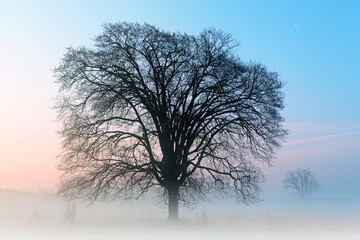 Winter landscape of bare trees and crescent moon at dawn, Fort Custer State Park, Michigan, USA © Dean Pennala