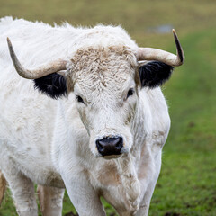 Rare breed white park cattle in the Wiltshire countryside.
