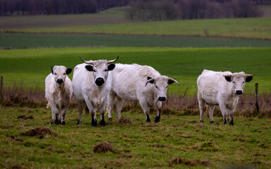 Rare breed white park cattle in the Wiltshire countryside.