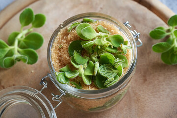 Preparation of a silver spurflower syrup from fresh silver spurflower and cane sugar