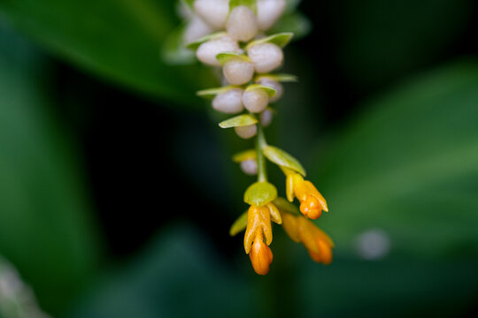 beautiful fresh macro yellow globba flower bouquet blooming and buds in botany garden. tropical floral plant small petal