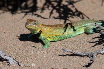 lizard in the sand among thorns