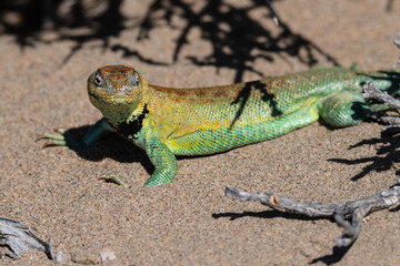 lizard in the sand among thorns