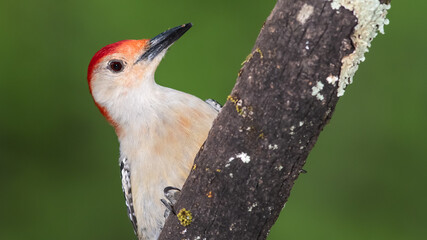 Red-bellied Woodpecker Perched on a Branch of a Tree