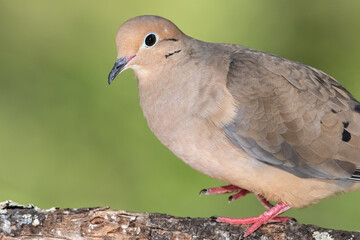 Close Profile of a Mourning Dove While Perched on a Branch