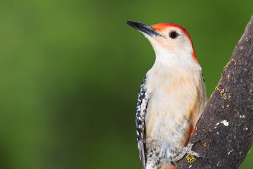 Red-bellied Woodpecker Perched on a Branch of a Tree