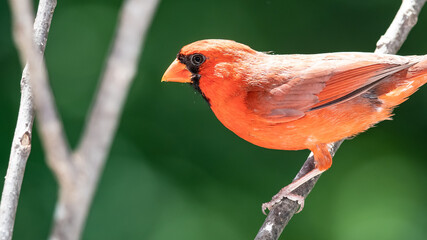 Northern Cardinal Perched on a Tree Branch