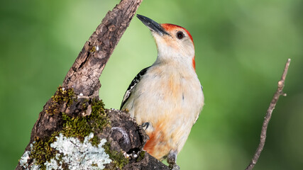 Profile of Red-Bellied Woodpecker Perched on a Branch