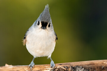 Tufted Titmouse Perched on a Slender Tree Branch