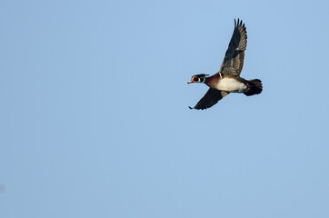 Wood Duck Flying in a Blue Sky