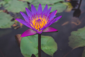 Vibrant purple lotus flower blooming in tranquil water. Beautiful water lily with purple petals in...