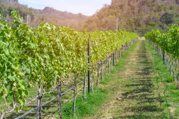 Fototapeta na wymiar grape in Vineyard for making wine