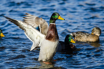 Mallard Duck Stretching Its Wings While Resting on the Water