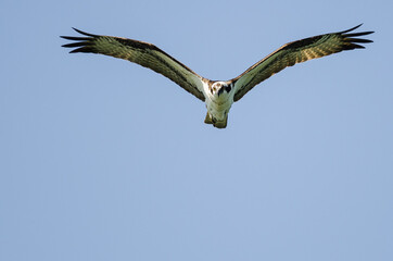 Lone Osprey Making Direct Eye Contact As It Flies