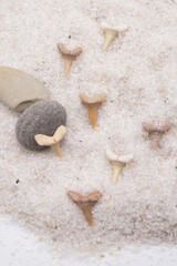 fossilized teeth of a prehistoric shark