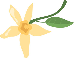 orange blossom, white flower, realistic vector drawing on white, neroli. flower with leaves
