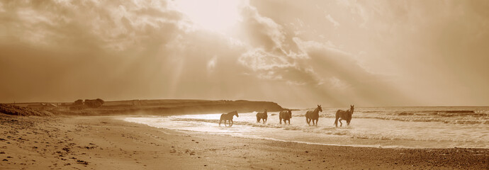 Five horses in a Garretstown beach on winter sunny day.