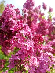 Vegetation in the park, garden. Various colored plants, grass and leaves. Beautiful wallpaper.