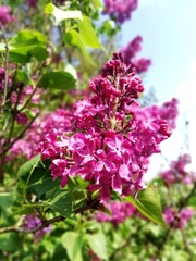 Vegetation in the park, garden. Various colored plants, grass and leaves. Beautiful wallpaper.
