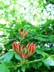 Vegetation in the park, garden. Various colored plants, grass and leaves. Beautiful wallpaper.