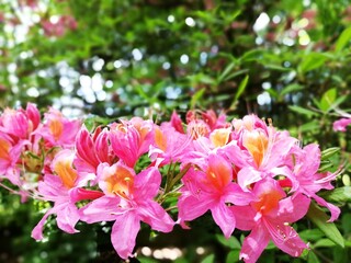 Vegetation in the park, garden. Various colored plants, grass and leaves. Beautiful wallpaper.