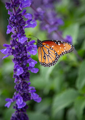 Monarch and Queen butterflies