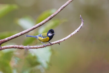 Green-backed tit (Parus monticolus) at Walong, Arunachal Pradesh, India