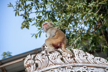 Monkey at buddhist temple, Myanmar