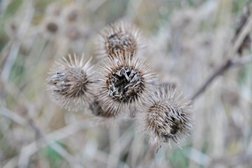 Grass in the park, garden, meadow. Macro. Beautiful wallpaper.