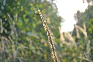 Grass in the park, garden, meadow. Macro. Beautiful wallpaper.