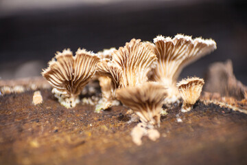 Schizophyllum commune the split gill mushroom 8526