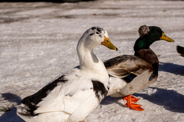 Geese on a country road in winter snow.