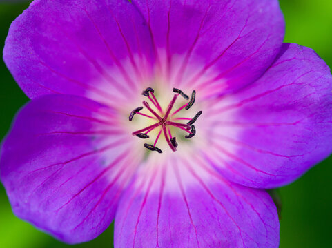 blaue Bl&uuml;te Geranium