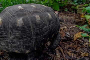 Casco de jabuti (Chelonoidis)