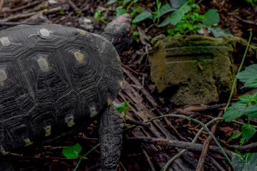 Jabuti (Chelonoidis)