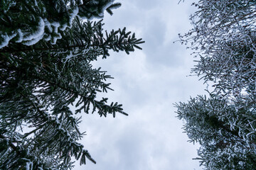 Nadelbäume im Winter