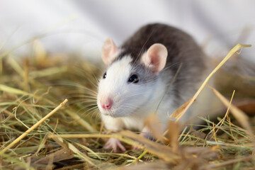 home decorative white funny rat in the hay
